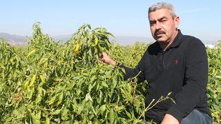 Türkiye’de ilk kez denendi, işçi maliyetleri yüzde 90 düştü