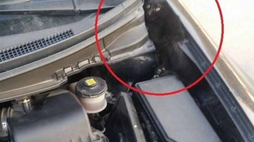 Yavru kedi arabanın motorunda 20 kilometre dolaştı