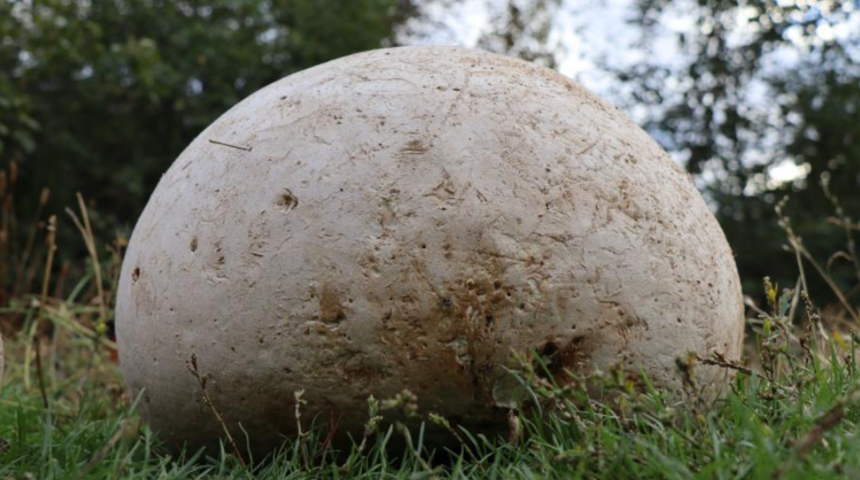 Ormanda yürüyüş yaparken buldu! 9 kiloya yakın