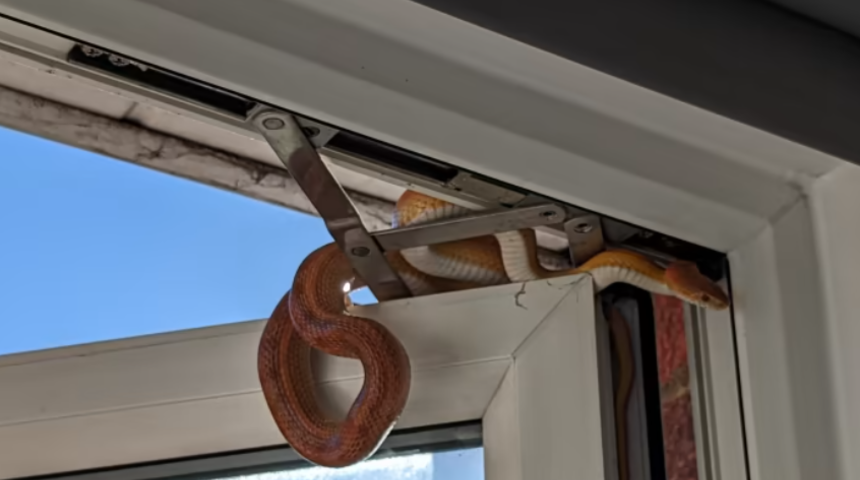 Uyandığında penceresinde karşılaştığı manzara şoke etti! Korkuyla odadan kaçıp kapıyı kilitledi