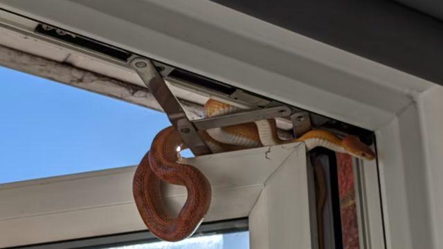 Uyandığında penceresinde karşılaştığı manzara şoke etti! Korkuyla odadan kaçıp kapıyı kilitledi