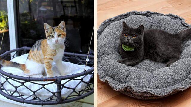 Tüylü dostlarınızın çok seveceği birbirinden rahat en iyi kedi yatağı modelleri ve markaları