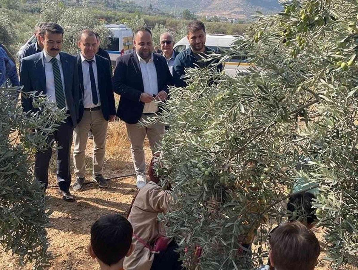 Mersin&rsquo;de minik &ouml;ğrenciler zeytin hasadı yaptı