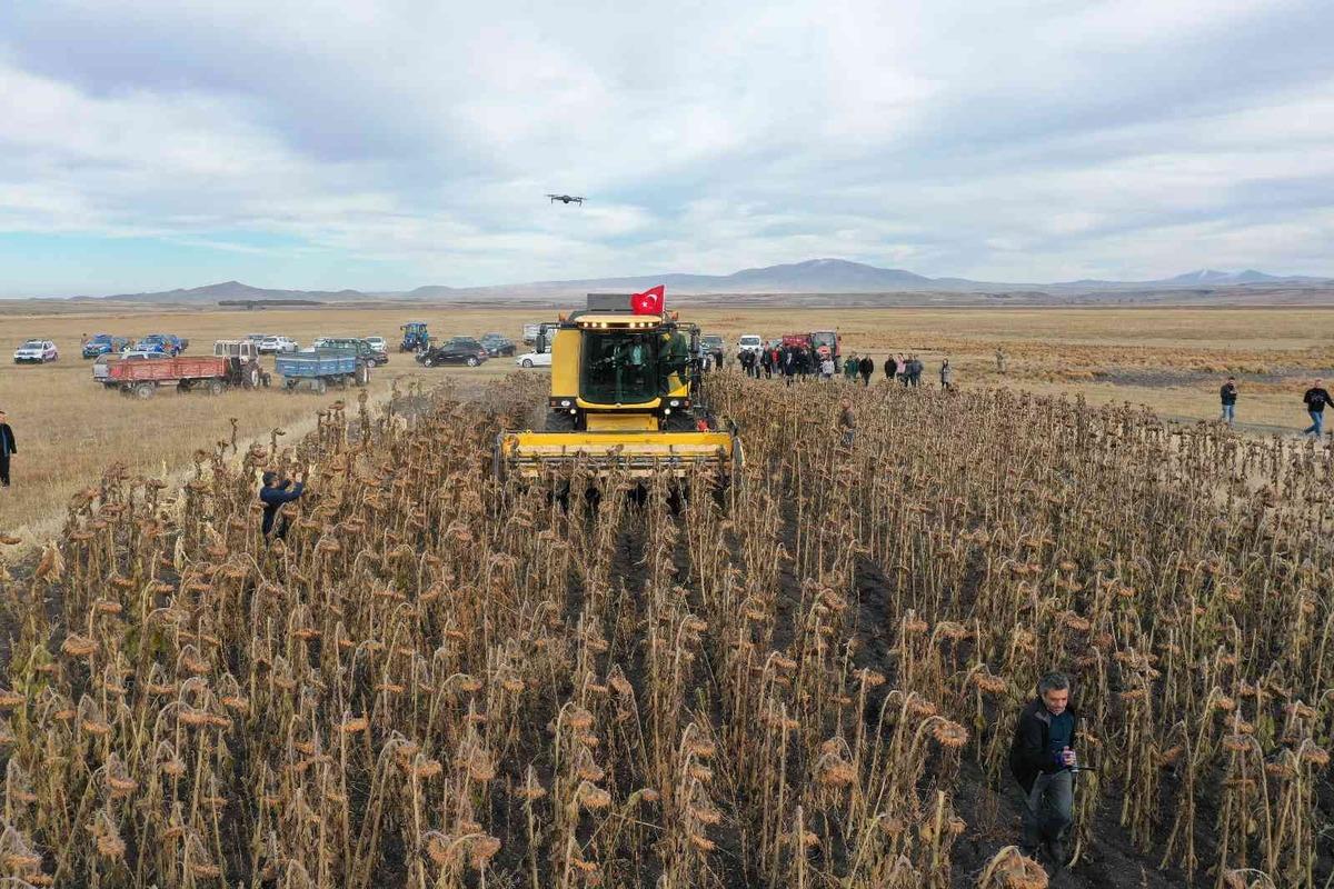 Kars&rsquo;ta yağlık ay&ccedil;i&ccedil;eği hasadı başladı