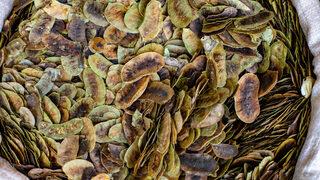 Sinemaki çayı faydaları nelerdir? Sinemaki çayı nasıl yapılır?