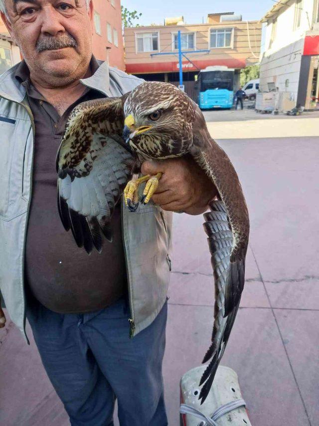 Hatay’da yaralı halde bulunan şahin tedavi edildi