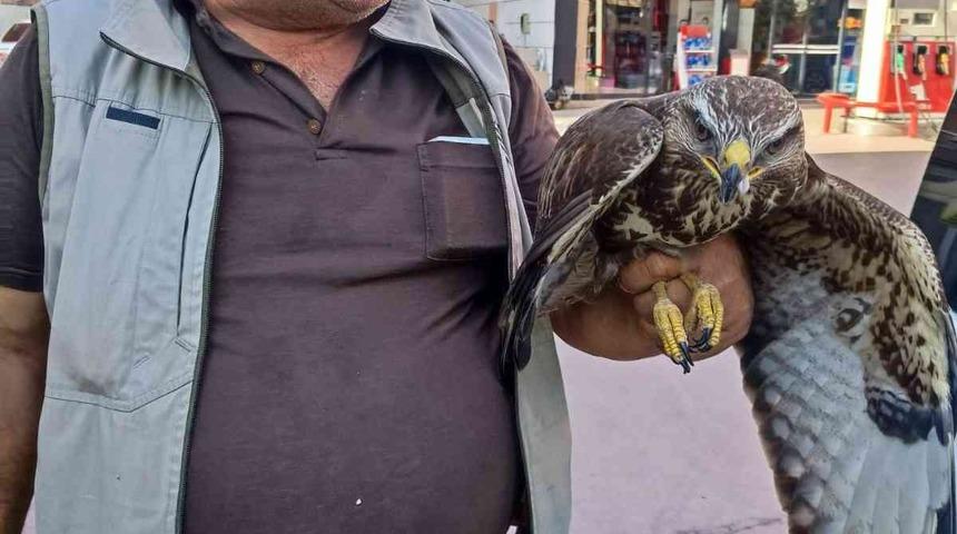 Hatay&rsquo;da yaralı halde bulunan şahin tedavi edildi