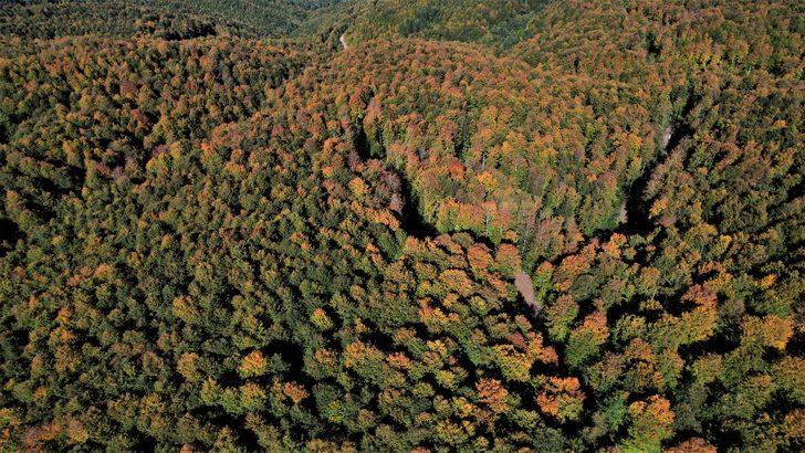 Kastamonu'nun Karadeniz'in mavisiyle bütünleşen ormanlarında sonbahar manzaraları hüküm sürüyor G4