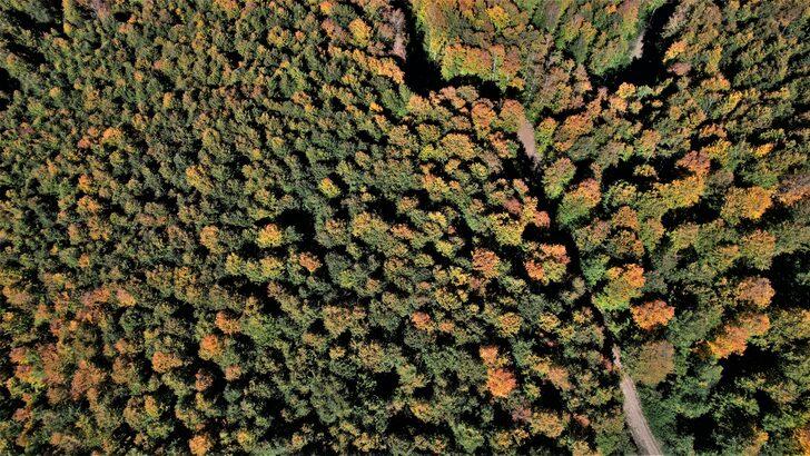 Kastamonu'nun Karadeniz'in mavisiyle bütünleşen ormanlarında sonbahar manzaraları hüküm sürüyor G2