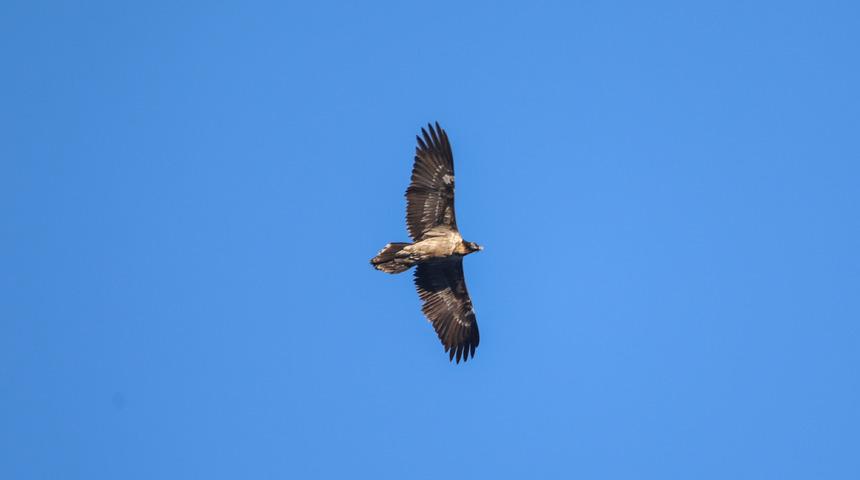Issız dağlarda yaşayan sakallı akbaba Iğdır'da ortaya çıktı! Kırmızı listede