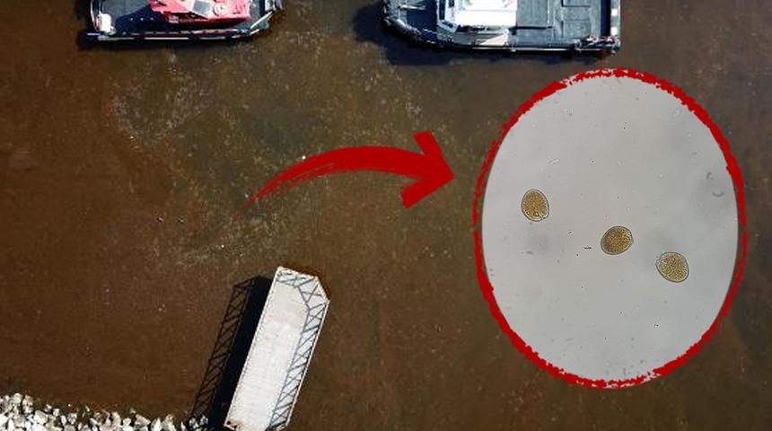 İzmit Körfezi kahverengiye büründü! Korkutan sözler: Sayıları artarsa...