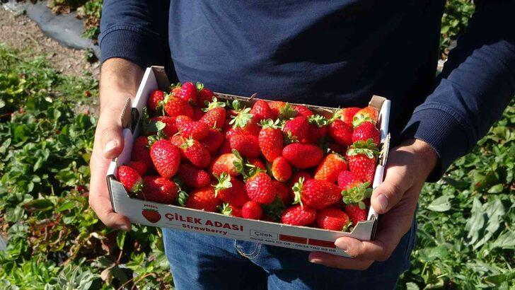Kırmızı elmas ‘çilek’ sarı altın ‘kayısıya’ rakip oldu G5