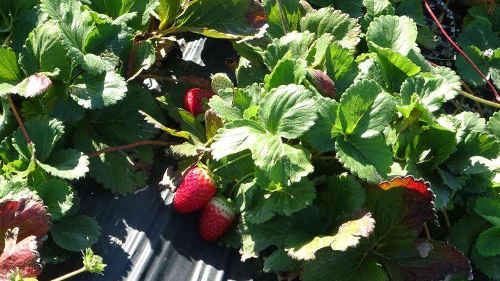 Kırmızı elmas ‘çilek’ sarı altın ‘kayısıya’ rakip oldu G4