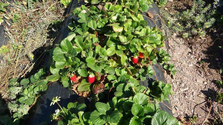 Kırmızı elmas ‘çilek’ sarı altın ‘kayısıya’ rakip oldu G3