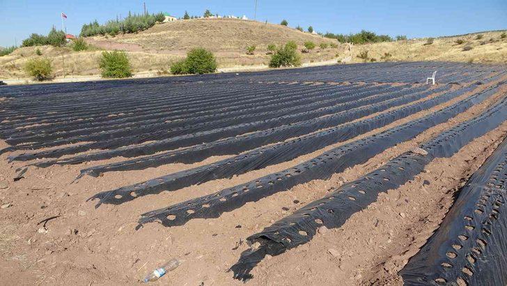 Kırmızı elmas ‘çilek’ sarı altın ‘kayısıya’ rakip oldu G2
