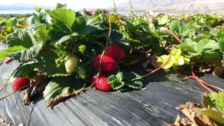 Kırmızı elmas ‘çilek’ sarı altın ‘kayısıya’ rakip oldu G1
