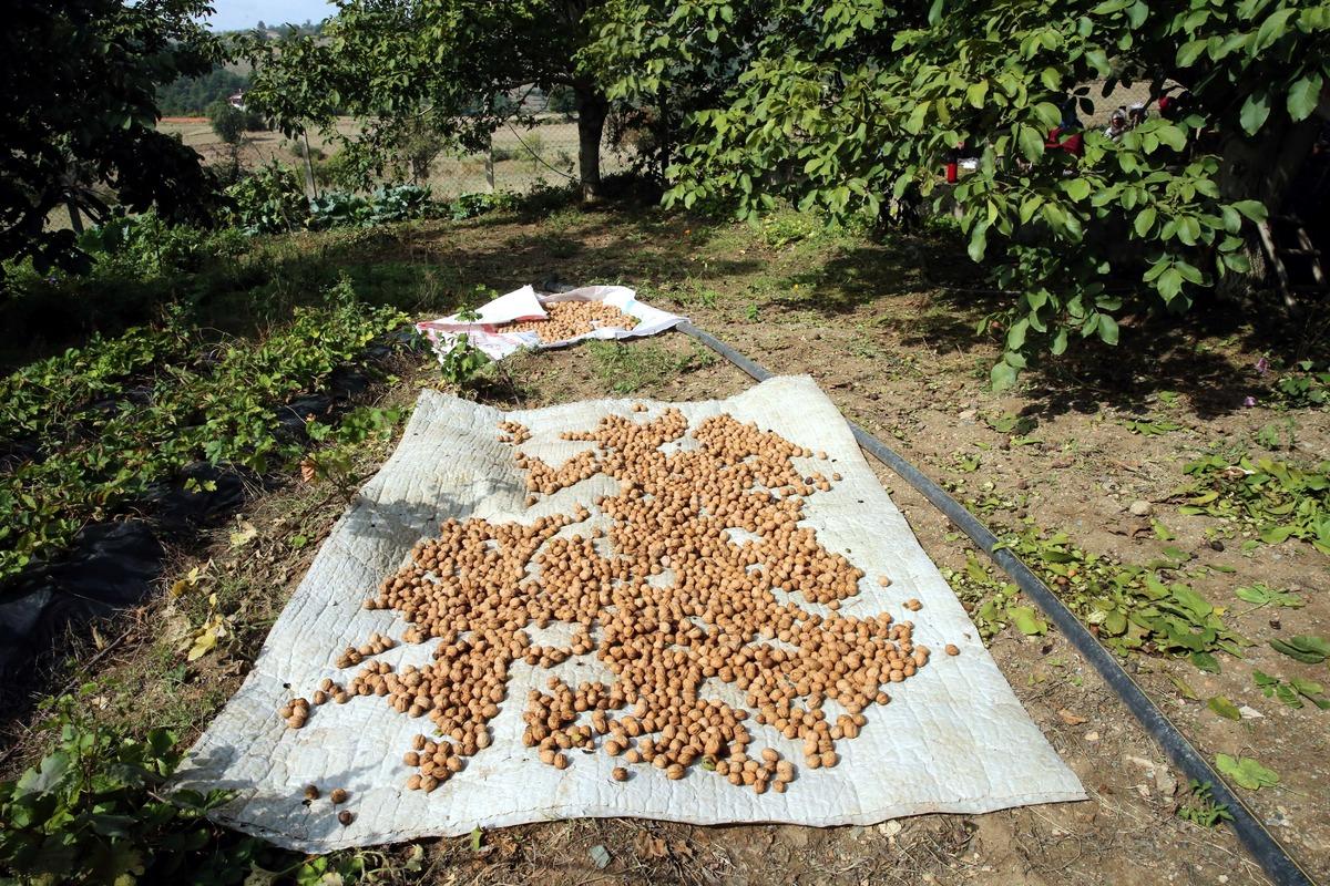 Coğrafi işaretli Niksar cevizinde 2 bin 500 ton rekolte bekleniyor