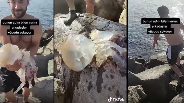 Ahtapot sandığı dev denizanasını kucakladı, acı içinde koşarak denize atladı! Sosyal medyada olay olan video