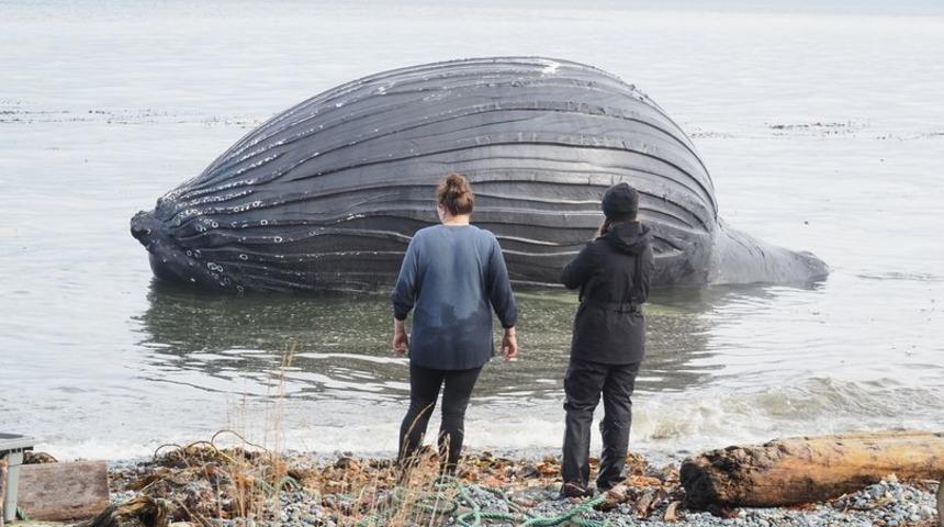 Ölü bir kambur balina cesedi görenleri şaşkına çevirdi! Balon gibi şişen balık için uzmanlar uyardı... “Patlayabilir”
