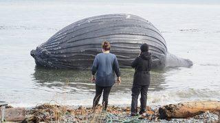 Ölü bir kambur balina cesedi görenleri şaşkına çevirdi! Balon gibi şişen balık için uzmanlar uyardı... “Patlayabilir”