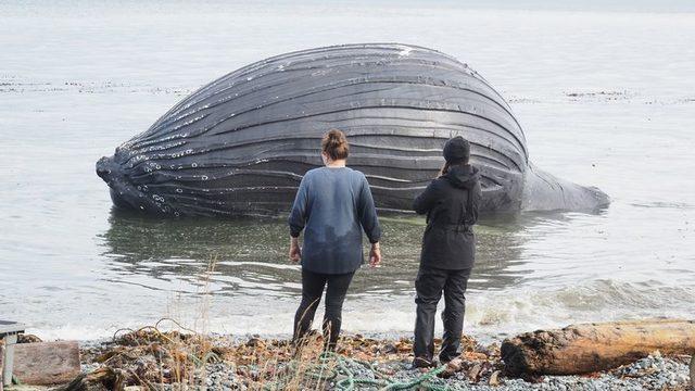 Ölü bir kambur balina cesedi görenleri şaşkına çevirdi! Balon gibi şişen balık için uzmanlar uyardı... “Patlayabilir”
