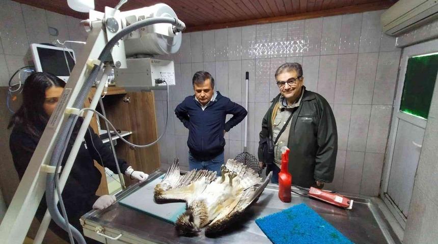 Suya dalabilen tek yırtıcı kuşu denizi olmayan Bilecik&rsquo;te avcılar vurdu