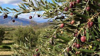 Son dakika! Zeytinlik düzenlemesinde geri adım
