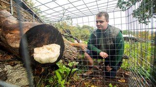 O kadar nadir bulunuyor ki... Özel kafeste korunuyor, dokunana hapis cezası bile var