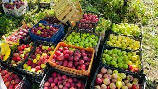 Tatvan’da elma hasadı