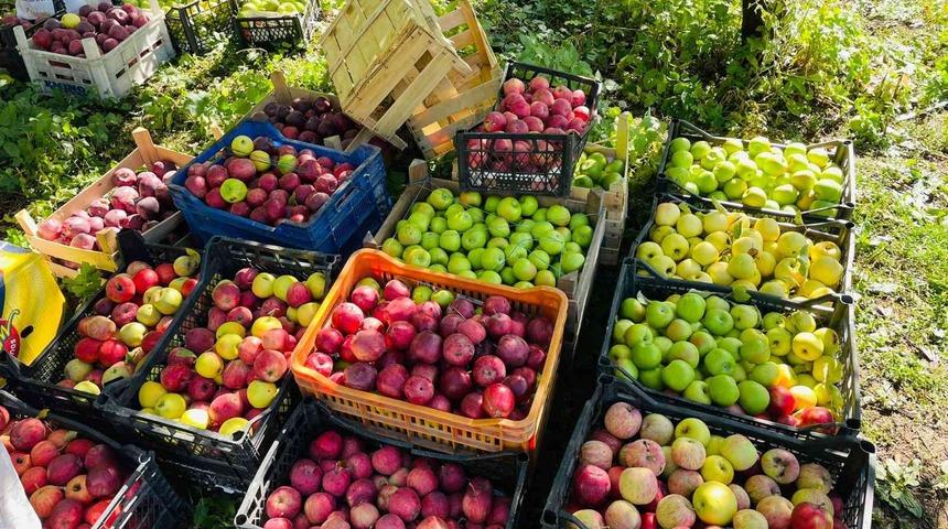 Tatvan’da elma hasadı