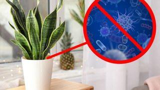 Her evde bulunması şart! Sağlığa iyi gelen iç mekan bitkileri