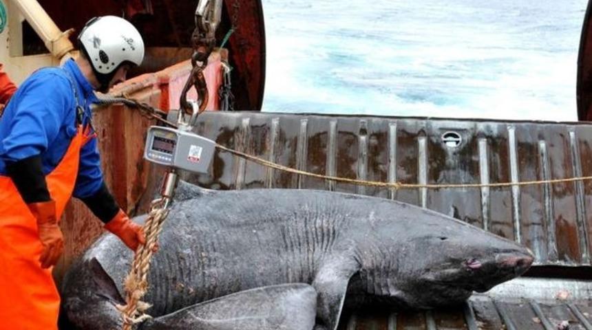 Dünyanın en uzun yaşayan omurgalısı denizden çıktı