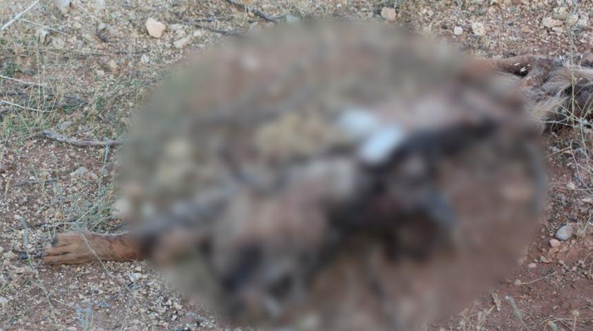 Kırmızı kategorideydi, ölü bulundu! Sadece kafası ve ayakları kaldı