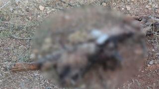 Kırmızı kategorideydi, ölü bulundu! Sadece kafası ve ayakları kaldı