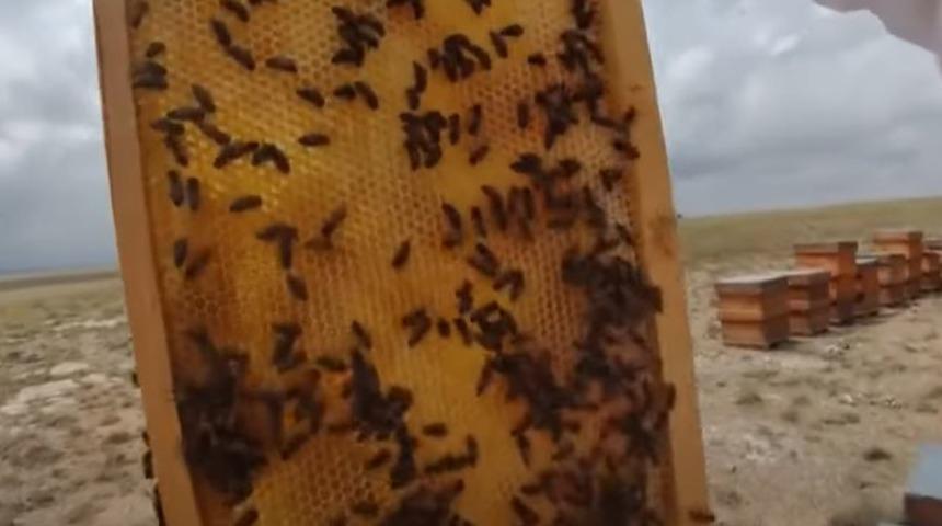 2300 rakımlı yaylada üretiliyor, 500 dolara satılıyor! Eğriçayır balı hem lezzet hem şifa deposu