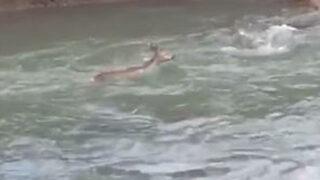 Artvin'de dereye düşen karacanın zor anları! Kurtulmak için uzun süre mücadele etti