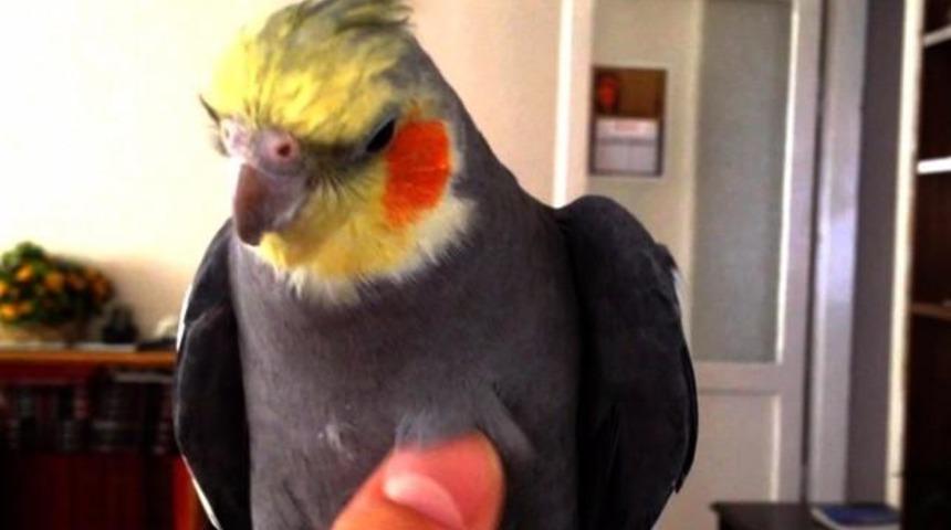Aldatıldığını Papağanından Öğrendi