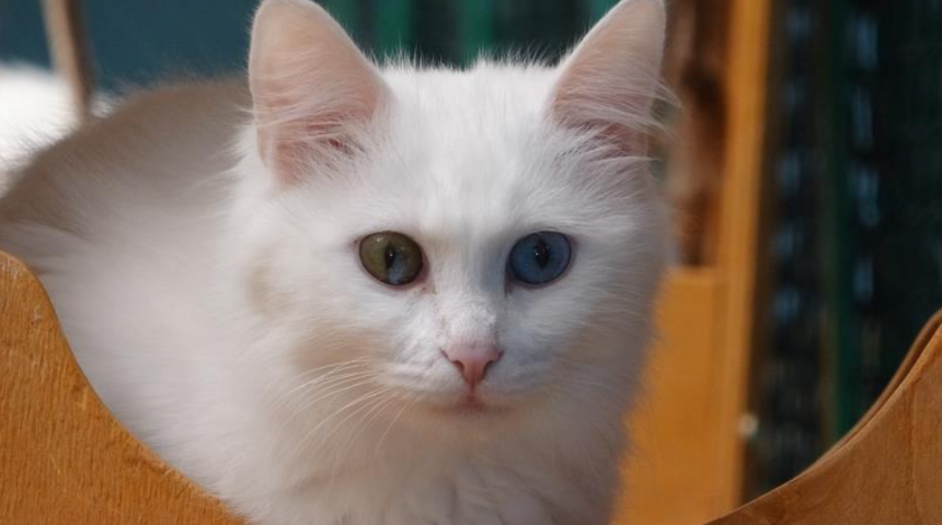 Yerlisi de yabancısı da onları görmek için akın ediyor!  Van Kedi Villası’nda yılın son doğumu gerçekleşti