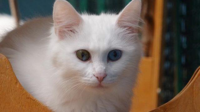 Yerlisi de yabancısı da onları görmek için akın ediyor!  Van Kedi Villası’nda yılın son doğumu gerçekleşti