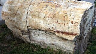 41,5 milyon yıl öncesine aitler! Tokat'ta bulundu: Bir ilk 