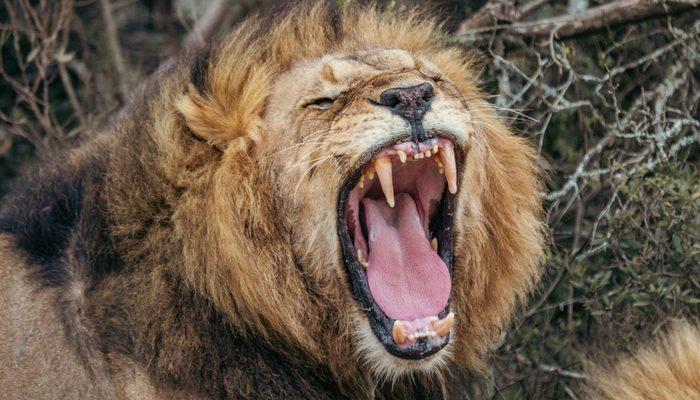 3 yaşındaki çocuğu ailesinin yanından kaçırdı! Çiğ çiğ yedi