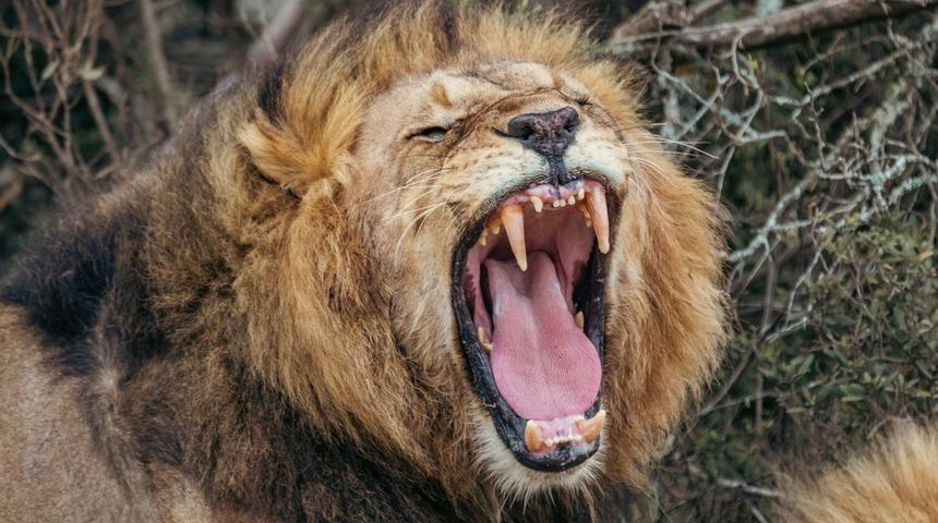 Aslan tarafından kaçırılan 3 yaşındaki çocuk hayatını kaybetti! Arama ekibi sadece kafasını ve bacaklarını buldu