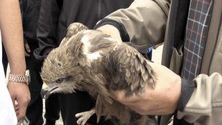 Adıyaman'da okul bahçesinde bulunan atmaca koruma altına alındı