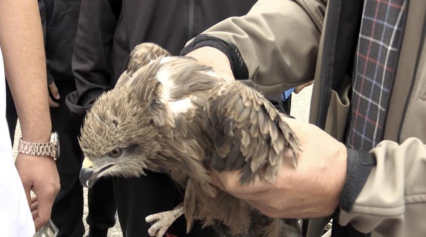 Adıyaman'da okul bahçesinde bulunan atmaca koruma altına alındı