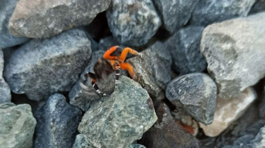 Bu 'uğur böceği' hiç masum değil! O ilde görüntülendi