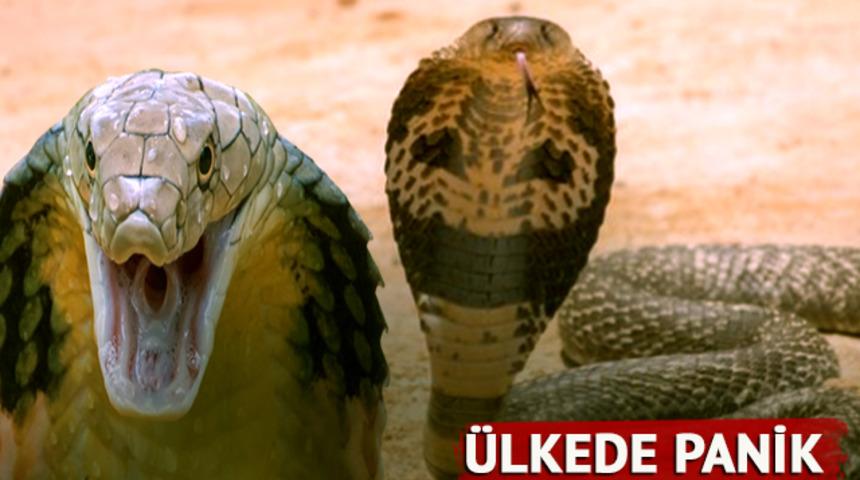 Dünyanın en zehirli yılanı hayvan bahçesindeki kafesinden kaçtı! Tek bir ısırıkla onlarca kişiyi öldürüyor