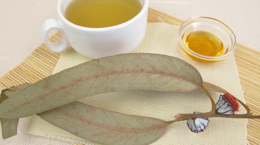 Okaliptus çayı faydaları nelerdir, neye iyi gelir? Okaliptus çayı nasıl yapılır ve demlenir?