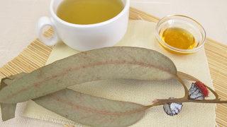 Okaliptus çayı faydaları nelerdir, neye iyi gelir? Okaliptus çayı nasıl yapılır ve demlenir?