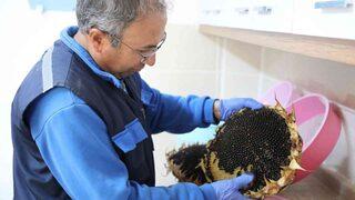 2023 yılının ata tohumları dağıtıma hazırlanıyor