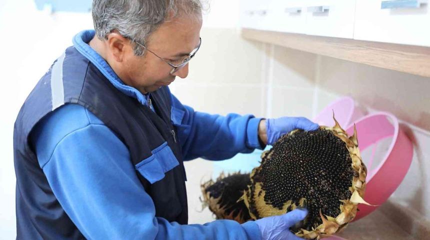 2023 yılının ata tohumları dağıtıma hazırlanıyor